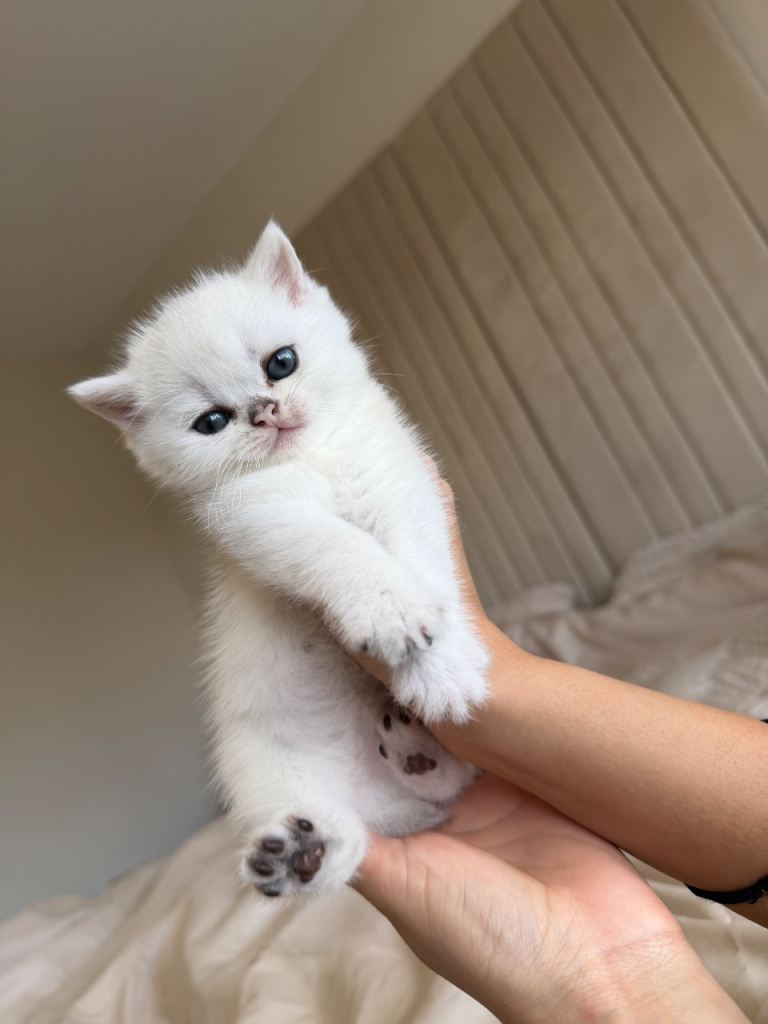 3 x British Shorthair Kittens