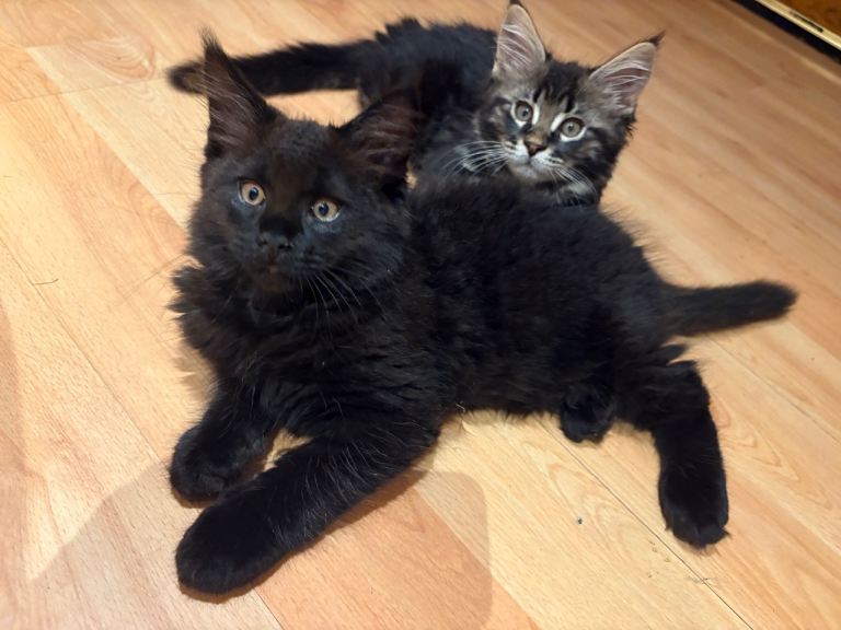 🐾 Beautiful Maine Coon Kittens Looking for Their Forever Homes 🐾