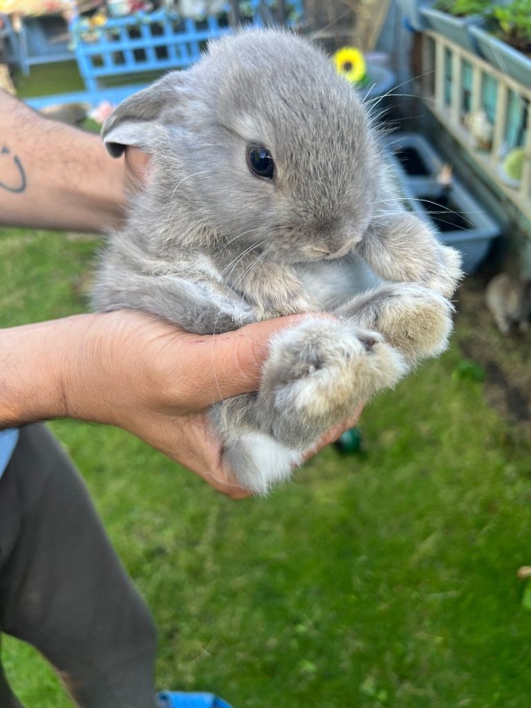 Rabbits/ bunnies for sale 