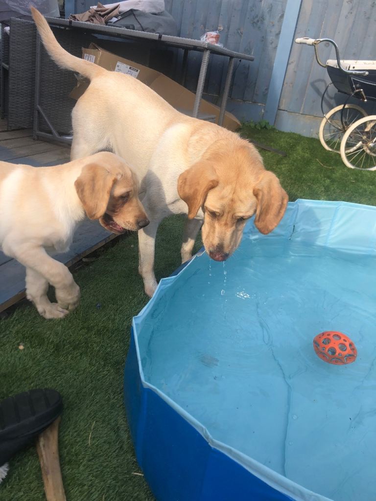 Sandy Labrador pup