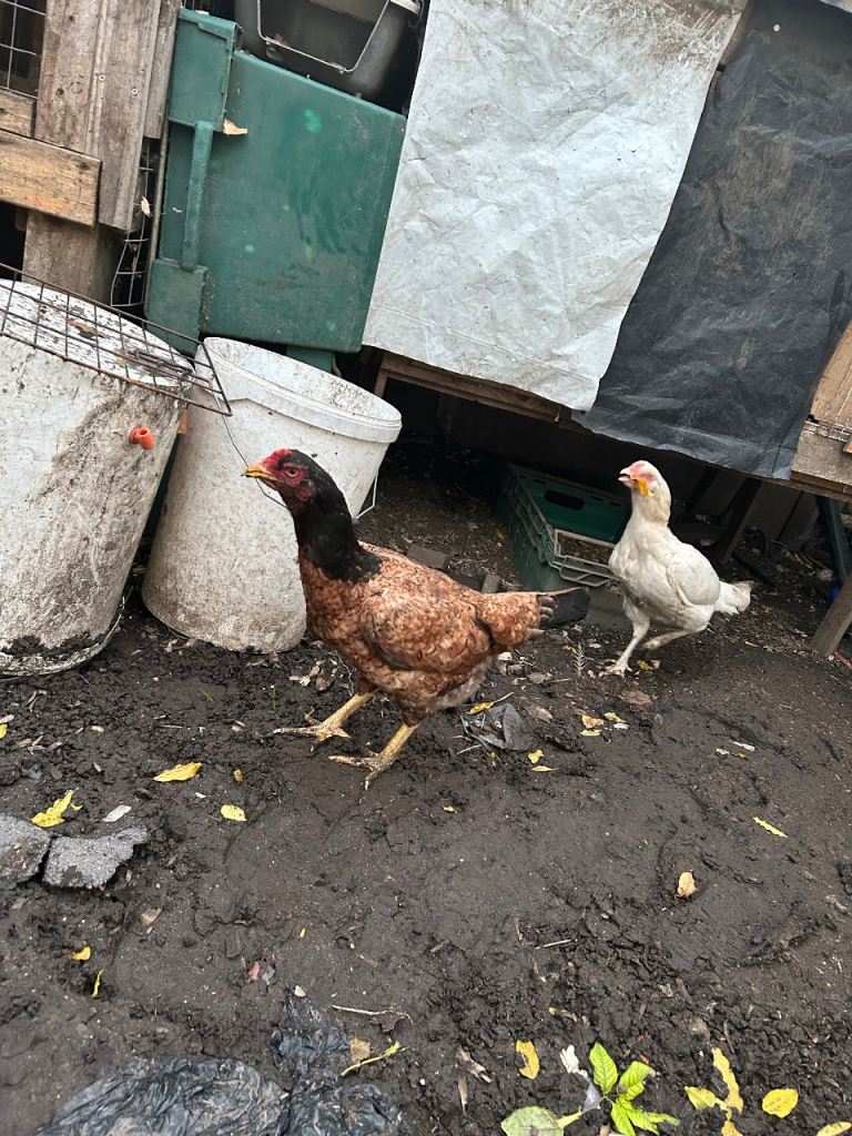 Aseel Rooster, hens and Pullets for sale