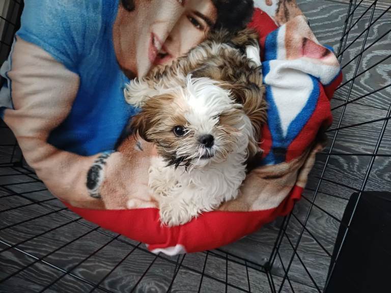 Shih tzu