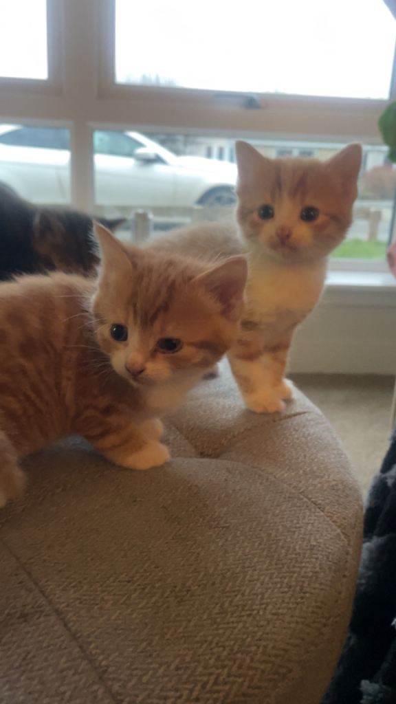 Kittens 