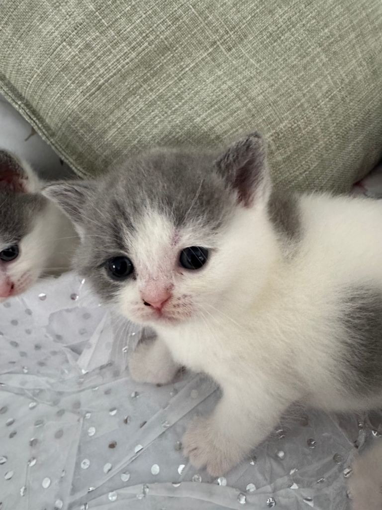 kittens 