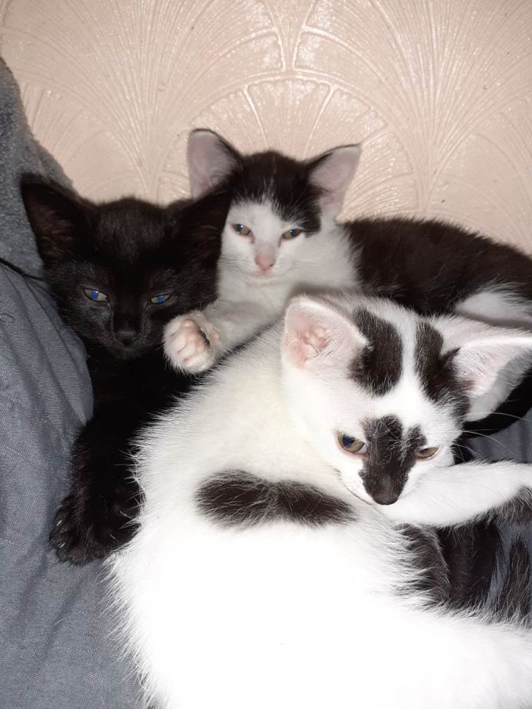 3 Beautiful Kittens For Sale
