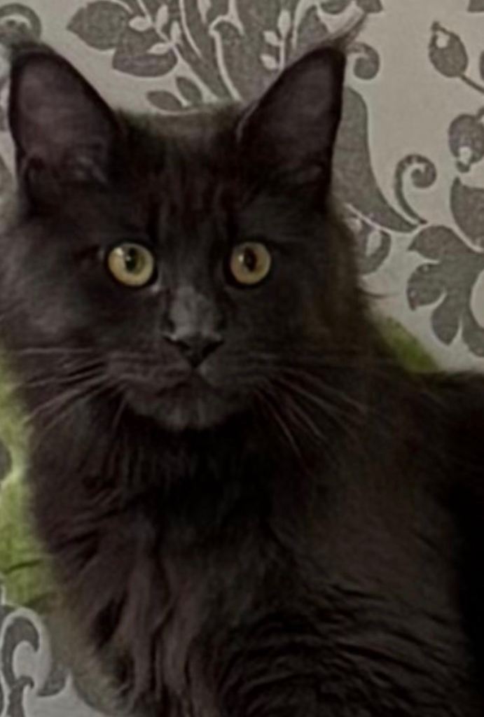 Beautiful Maine Coon Kittens Available