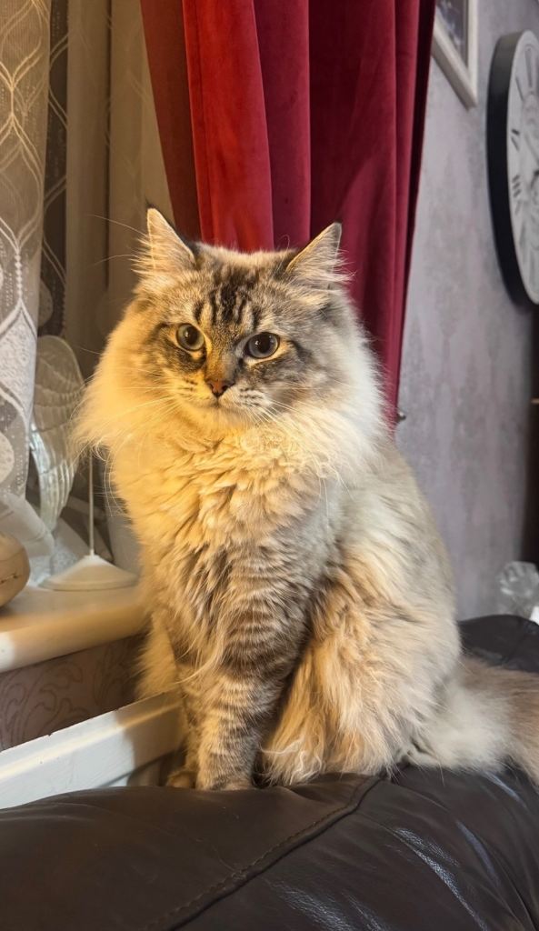 Male Ragdoll Cat for Sale