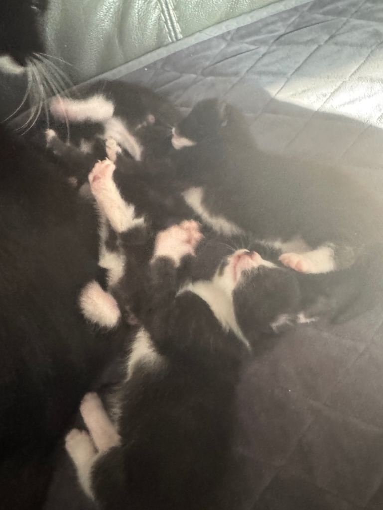 4 tuxedo  x ragdoll Kittens