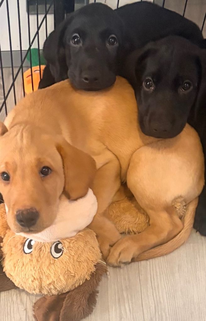 Ready now 2 KC registered Labrador puppies