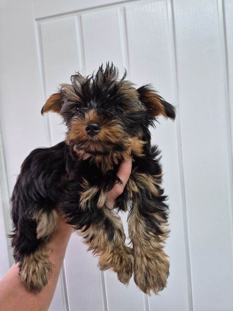 Yorkshire terrier puppies girls🐶