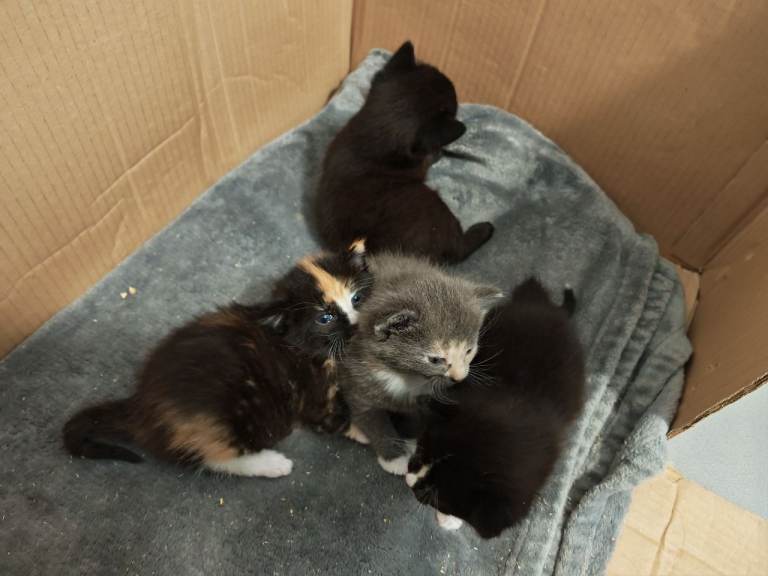 Pure Black male kitten left