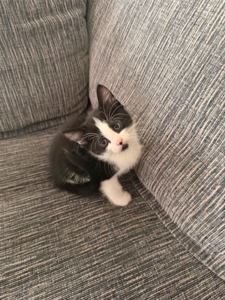 Kitten 