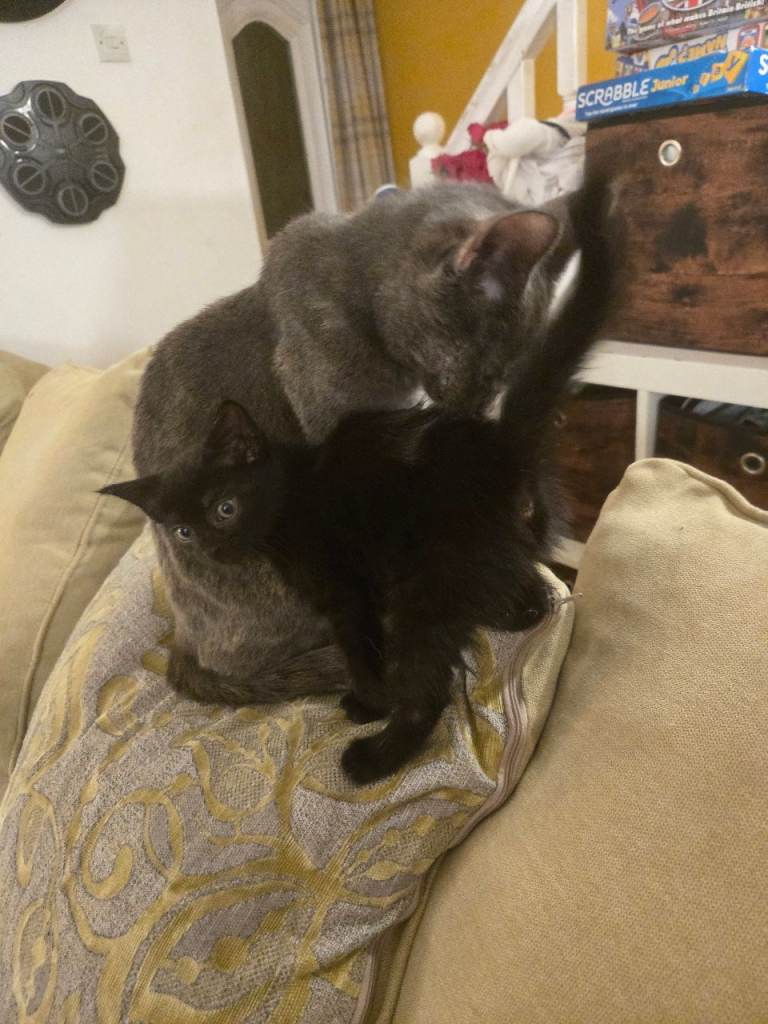 Gorgeous black kittens 