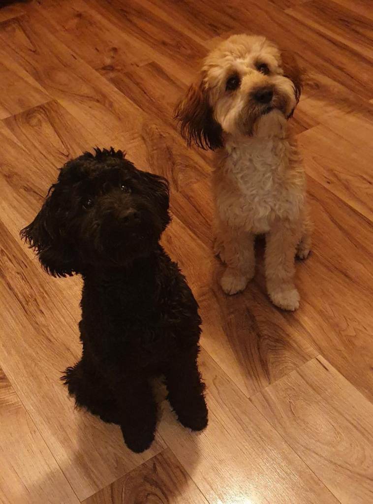 Beautiful Sproodle Puppies 