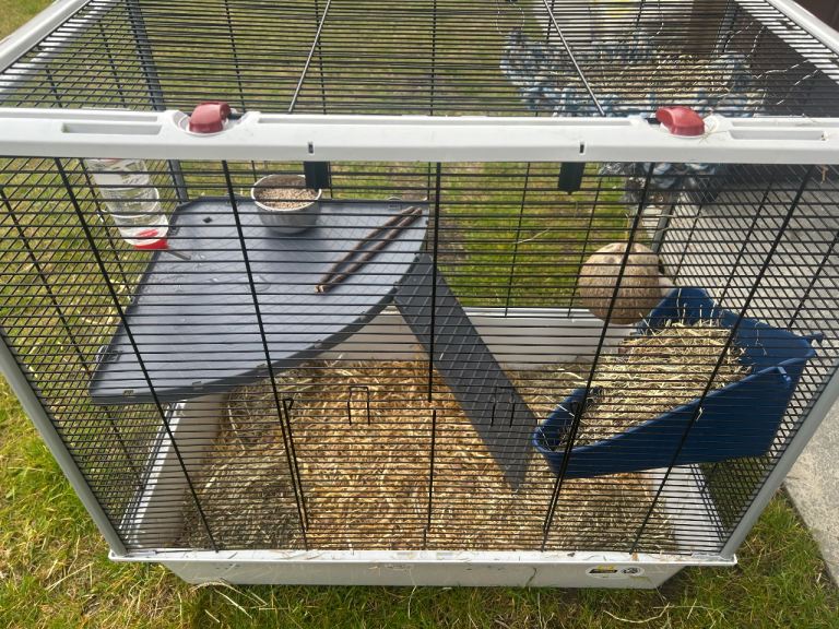 2 female rats, large cage & accessories 