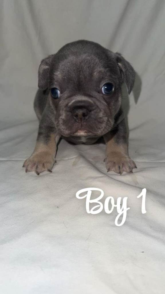 French bulldog puppies