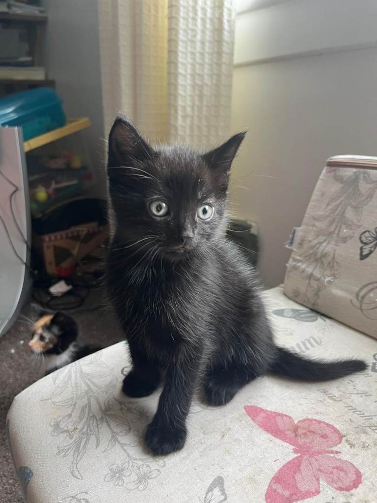 Kittens 