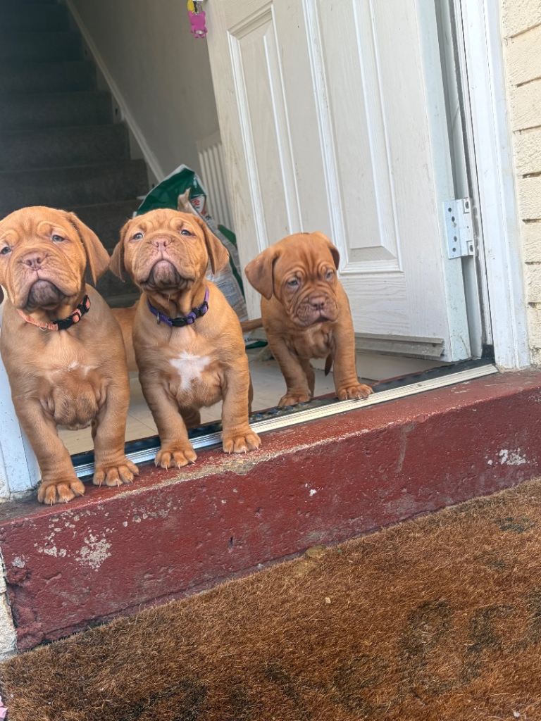 2 bitches left !!FULL KC PEDIGREE DOGUE DE BORDEAUX💗💙 