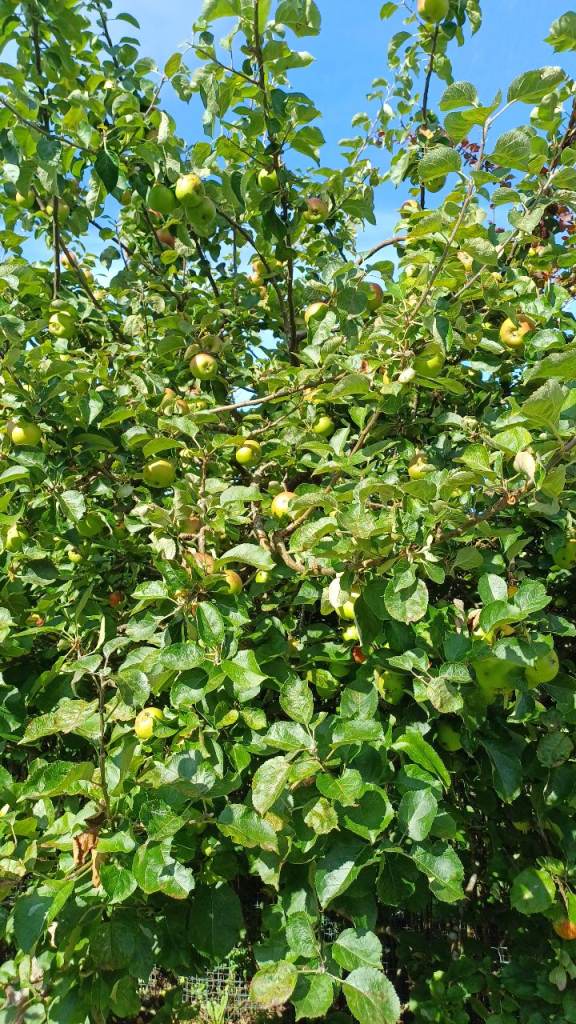Free APPLES