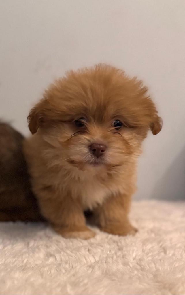 Pomeranian X Puppies Last pup 