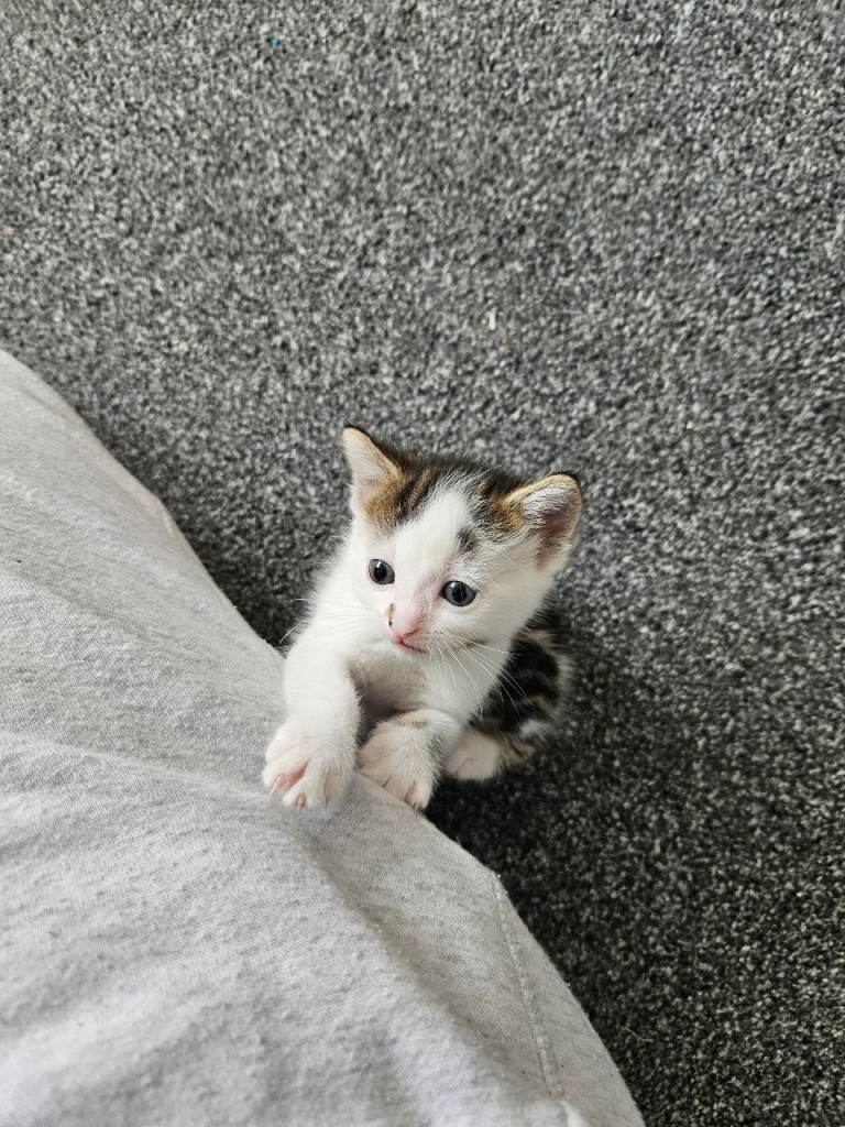 Lovely kittens