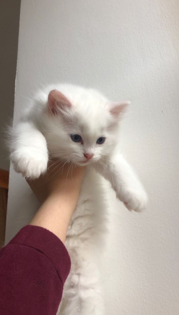 Loveliest Ragdoll-Persian kitten with a full starting pack is looking for his loving forever family
