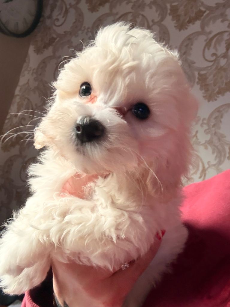 Maltipoo  puppies 1 boy and 1 girl  for sale 
