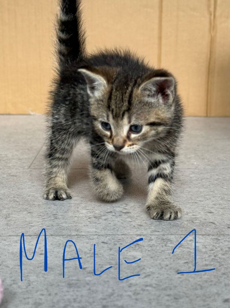 Adorable kittens 