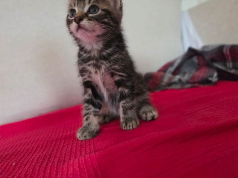 6 kittens ready for new homes