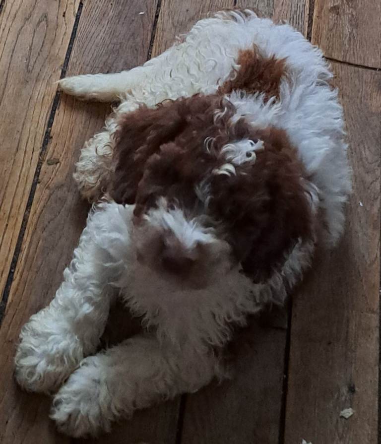 cockerpoo for sale 