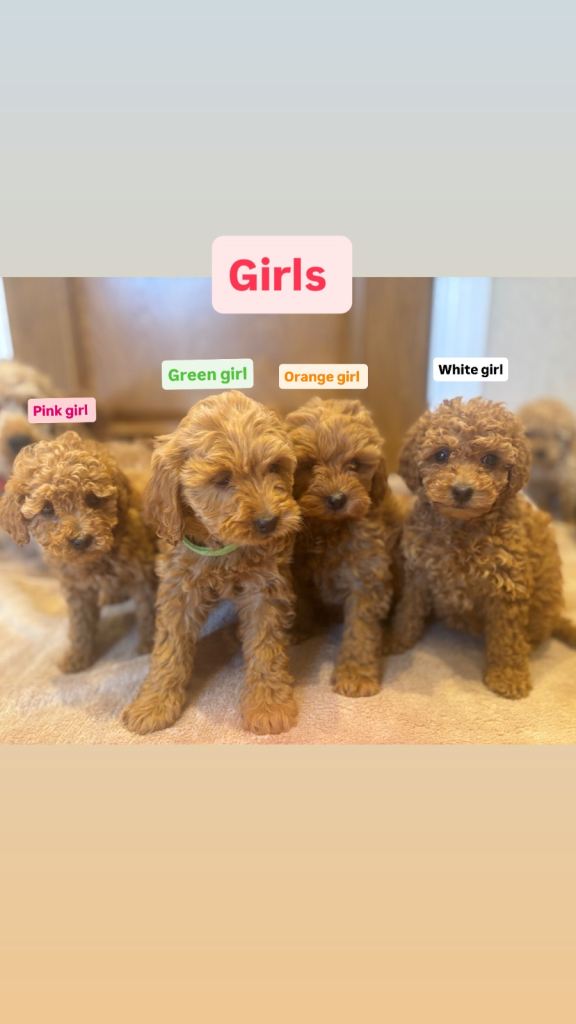 F1b cockapoo puppies 