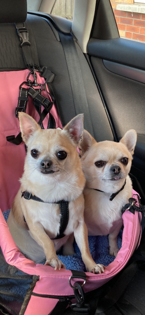 Purebred chihuahuas