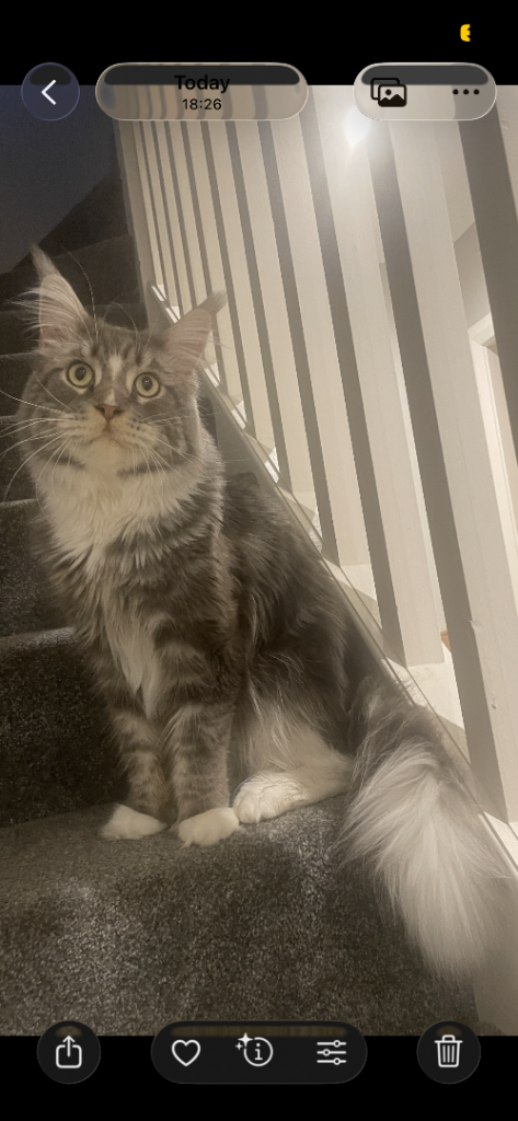 Stunning Maine Coon Kittens