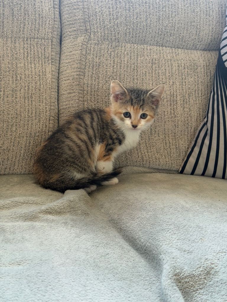 Female kitten 