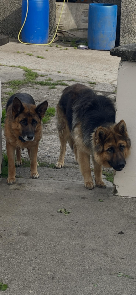 German shepherd pups 