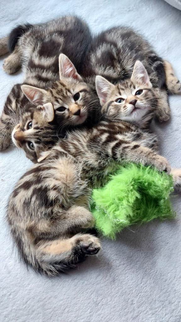 3 Tabby girls ready now