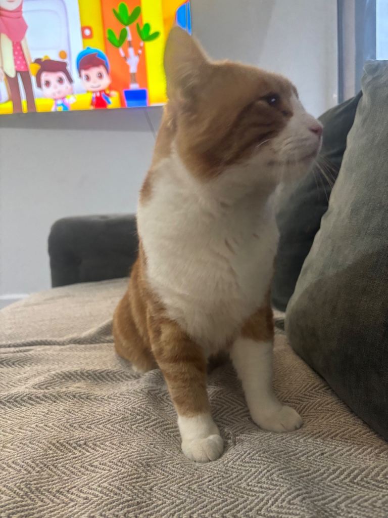 Male Domestic Shorthair Ginger 