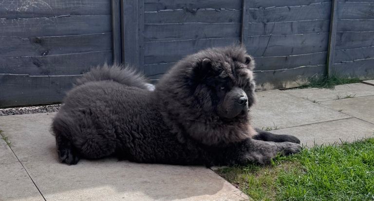 Blue chow puppy