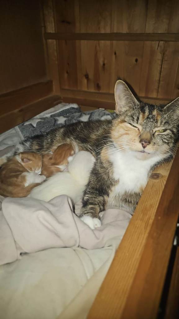 Turkish angora maine coon kittens