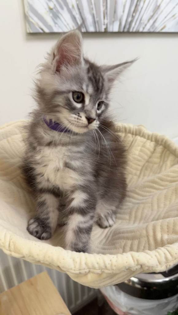 (Only TWO LEFT) Purebred Maine Coon Kittn girls