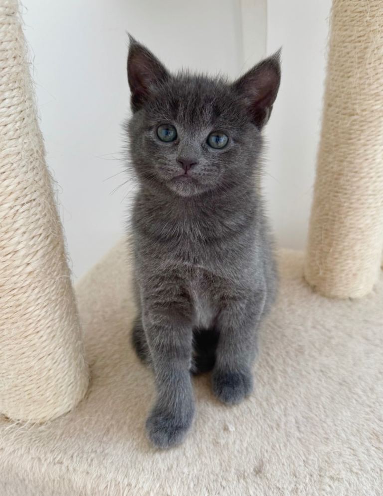 Kittens for sale