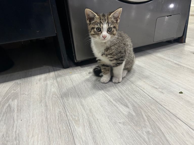 Adorable Kittens tabby colour & black and white  