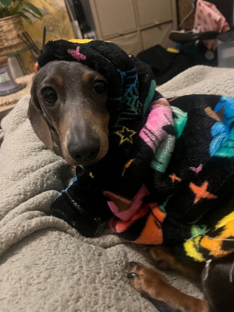 Female dachshund 