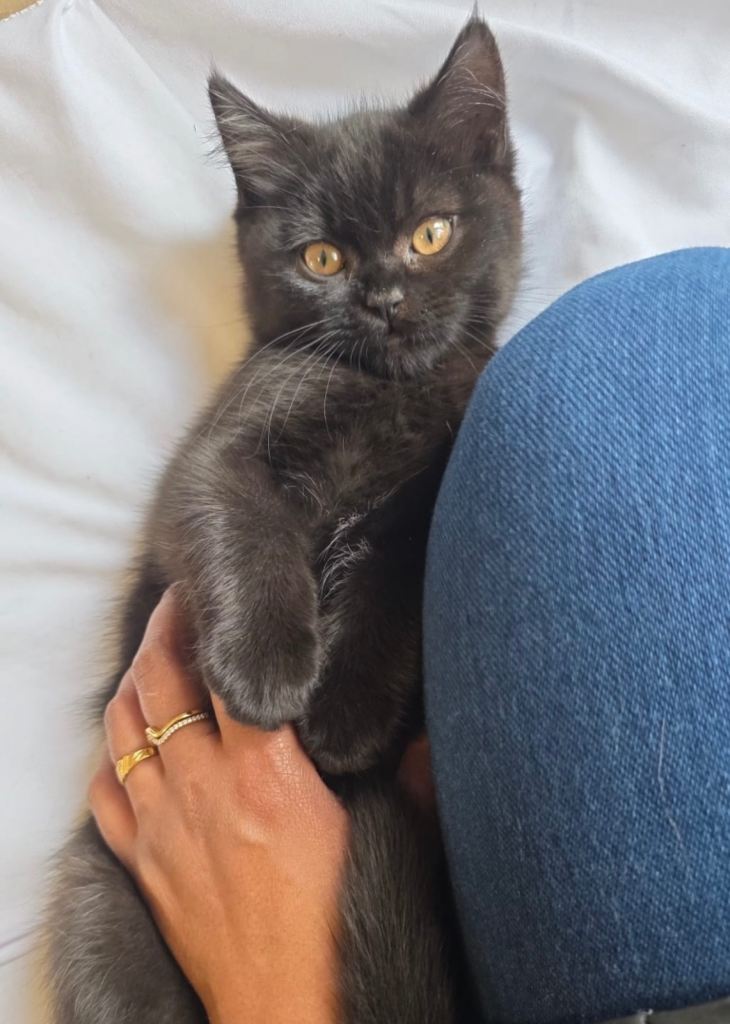 Black British shorthair 