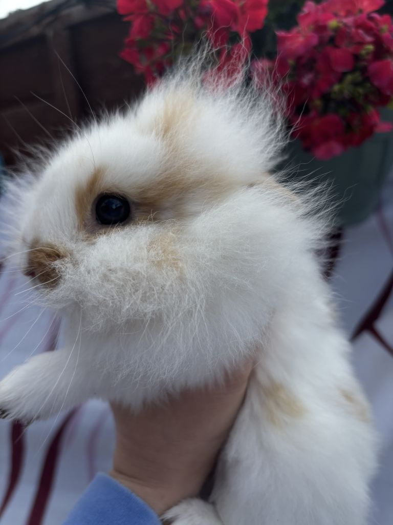 rabbits