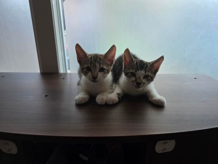 Two lovely Boys 