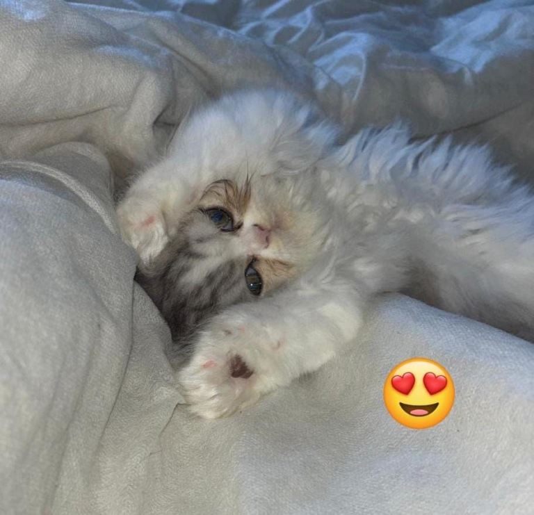 Beautiful female Persian kitten