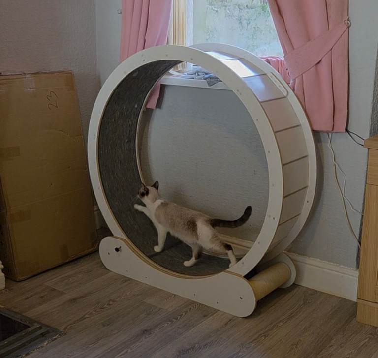 Cat exercise wheel