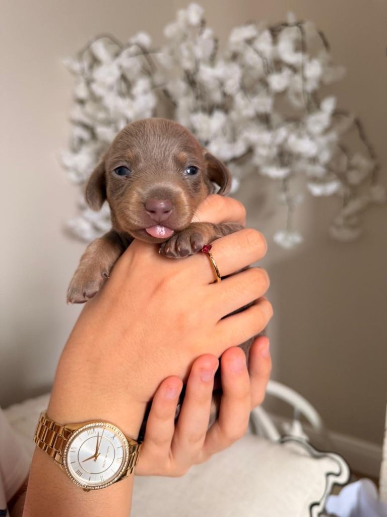 Miniature dachshund 