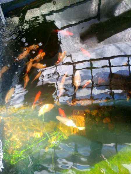 Free Zahra comet and shebunkins fish